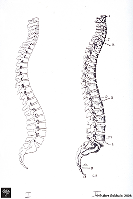 Image result for gokhale spine