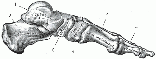 Engraving of foot bones, side view, Henry Vandyke Carter