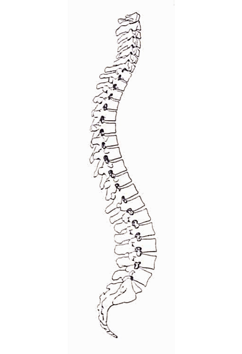 1990 medical illustration of S-spine