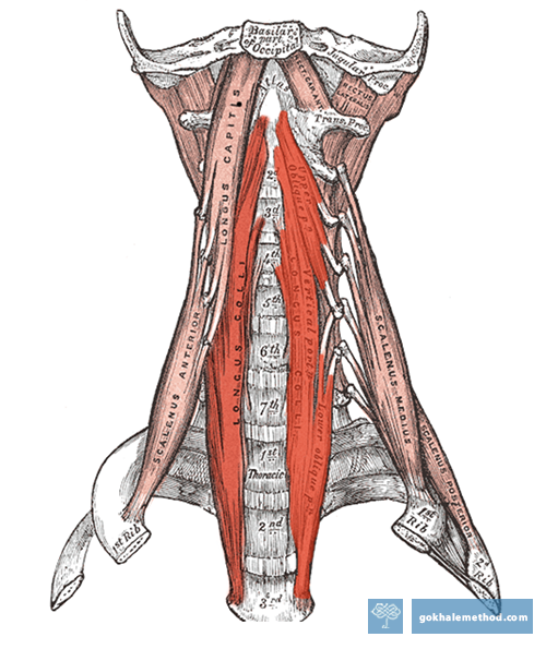  Anatomical drawing of the longus colli muscle.