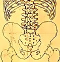 Anatomical_Exposition_of_the_Structure_of_the_Human_Body_George_Stubbs