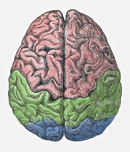 Cerebral_lobes