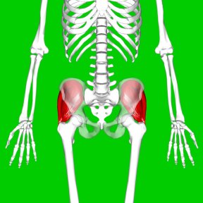 The gluteus medius are shown in red