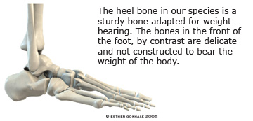 Heel bone