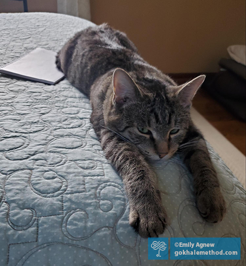 Emily Agnew’s foster cat, front legs outstretched on the bed.