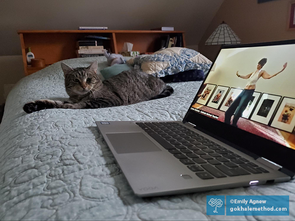 Emily Agnew’s foster cat, on the bed watching 1-2-3 Move on her laptop