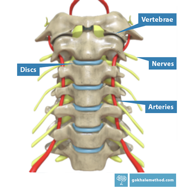 Diagram of cervical vertebrae, arteries, veins, and nerves.