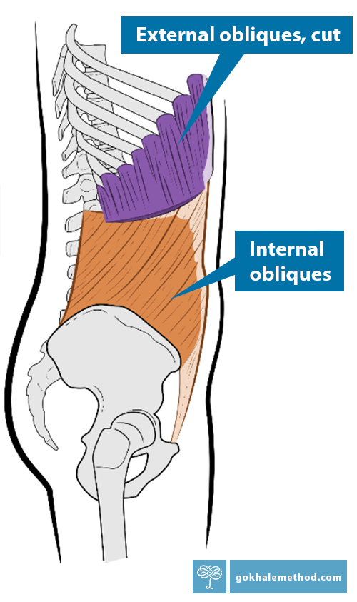 Anatomical diagram of the internal obliques, side view.