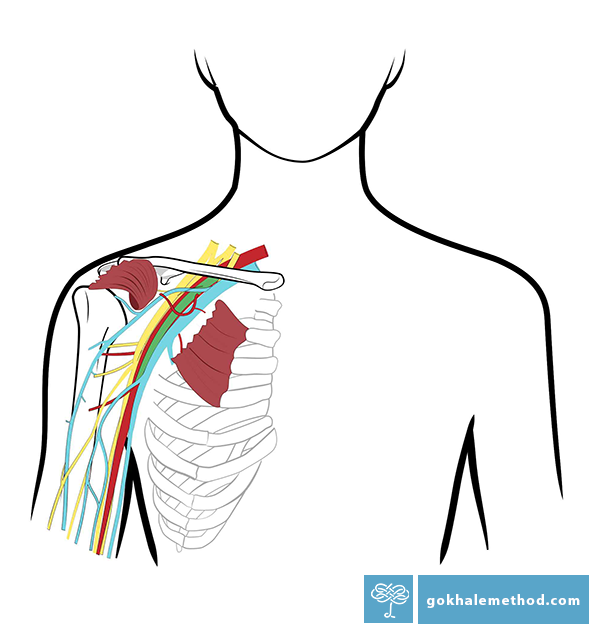 Anatomical drawing of the shoulder joint showing the nerves and blood vessels that run under the pectoral muscles.