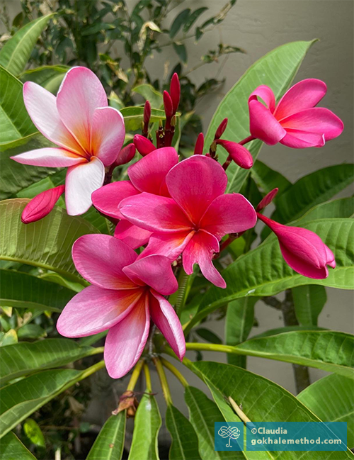 Photo by Claudia of plumeria flower from her garden.