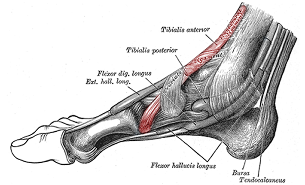 Drawing of tibialis anterior muscle tendon and insertion under foot.