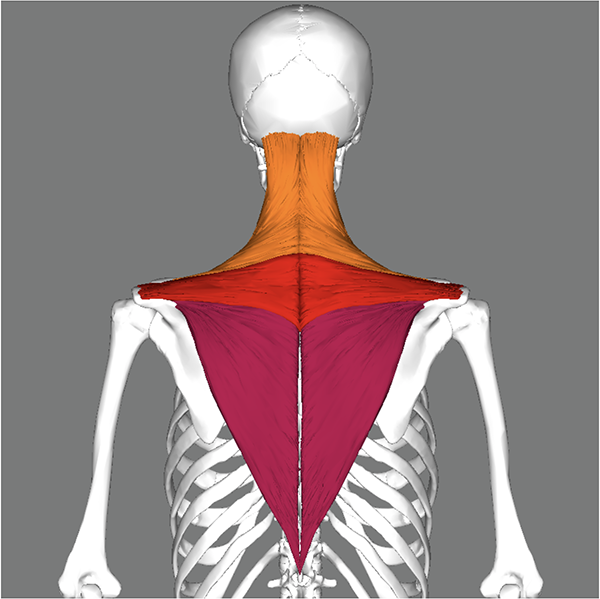 Drawing of trapezius muscle on skeleton of upper back and neck.