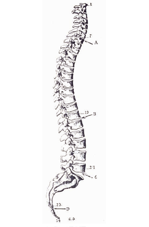 Which Shape is Your Spine?