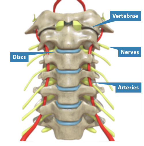 Diagram showing the bones, discs, nerves, and major blood vessels of the neck.