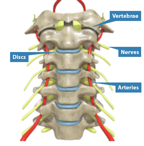 File:Distortions of the female rib-cage caused by corset. Wellcome