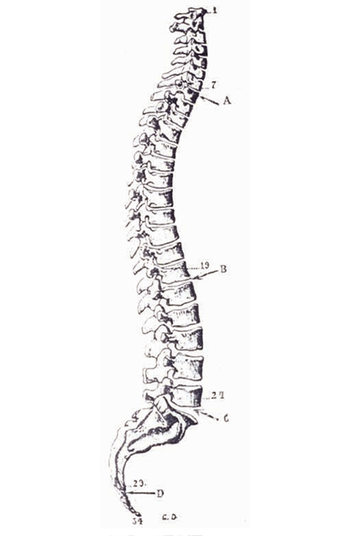 1911 medical illustration of J-spine