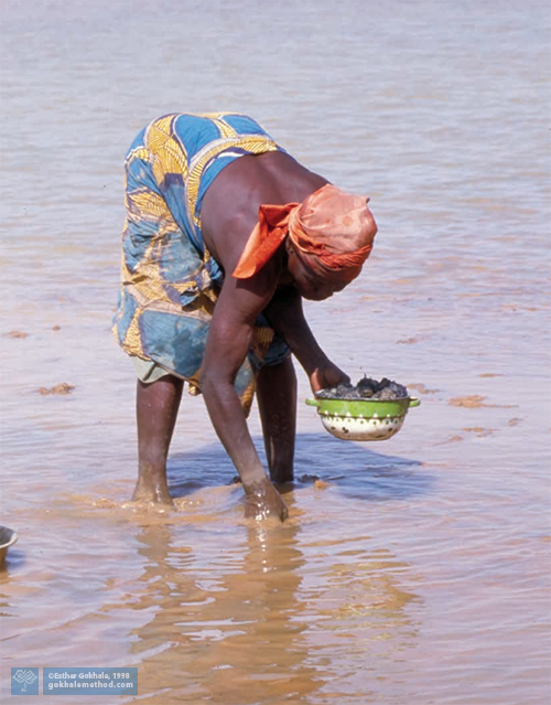 African woman hip-hinging harvesting water chestnuts 