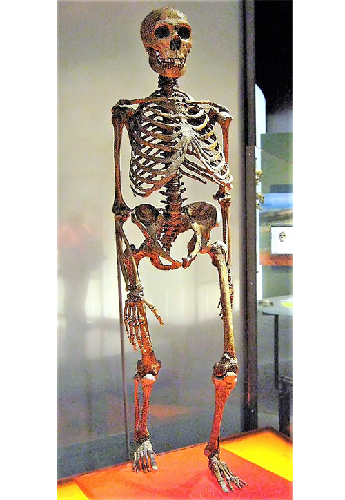 Neanderthal skeleton, reconstructed and standing.