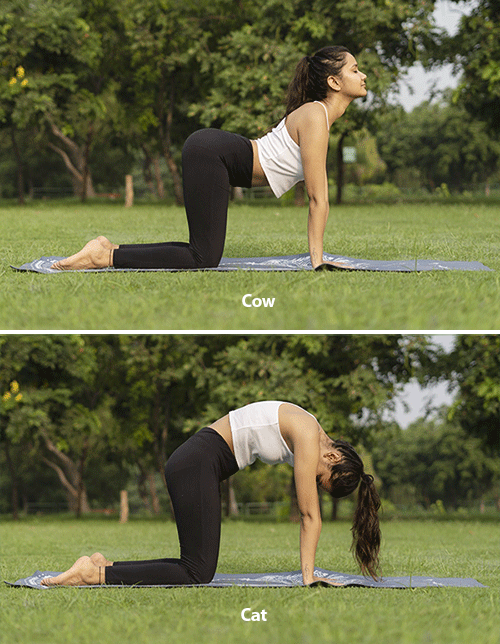 How to Do Cat-Cow Pose and Stretch the Muscles in Your Back