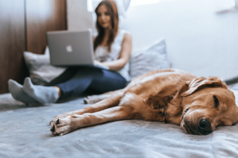 Working from home looks a bit different for our animal companions than it does for us humans.