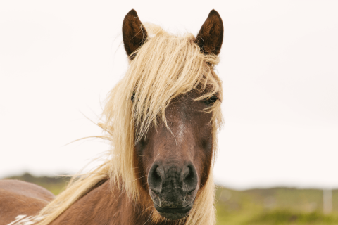 The single focus of many back pain interventions can be described as a “one-trick pony.”