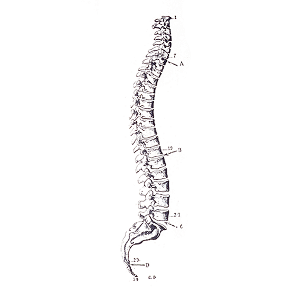 drawing of a spine